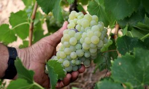 Raïm de garnatxa blanca d'una de les finques del Celler Masroig, al Priorat