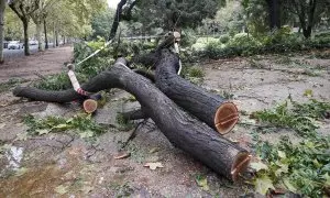 Un árbol derribado por el viento en València.