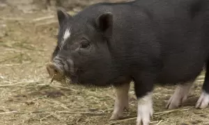 Una cria de porc vietnamita