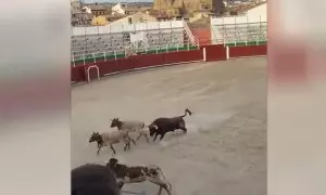 Captura del momento en el que el toro ataca a las vaquillas en la plaza de toros de Barbastro, a 7 de septiembre de 2023.