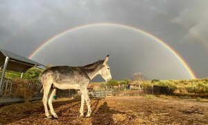 Imagen del burro Sabanero en la protectora Santuario Vegan, en la Comunidad de Madrid.