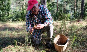 Un boletaire buscant rovellons al Berguedà Nia Escolà