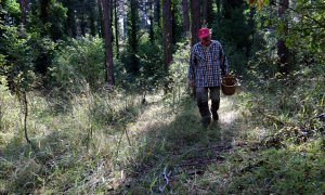 Un boletaire buscant rovellons al Berguedà