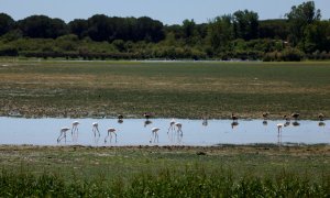 Flamencos en Doñana. Imagen de archivo.