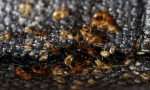 Chinches halladas en un sillón de un apartamento de L'Hay-les-Roses, cerca de París, a 29 de septiembre de 2023.