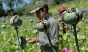 10/05/2020.- Campo de amapola Afganistán