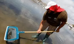 Una persona recoge ejemplares de peces muertos que han aparecido en varias zonas del Mar Menor, a 19 de agosto de 2021.