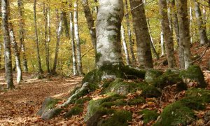 Fageda d'en Jordà