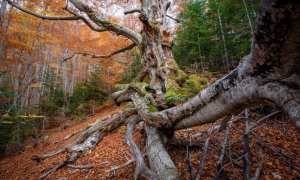 Fageda de Gresolet