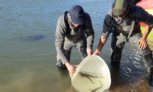 Dos homes alliberen un grup d'esturions al riu Ebre, a la platja fluvial de Tivenys