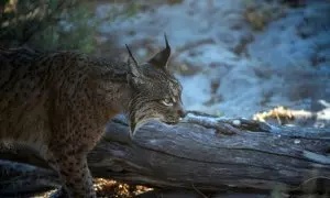 Un lince ibérico es fotografiado en el Observatorio del Lince Ibérico de El Acebuche, en el Parque Natural de Doñana en Huelva.