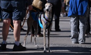 Activistas por la igualdad animal llevaban más de 30 años denunciando el consumo humano de carne de perro.