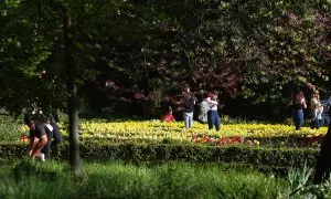 Tulipanes en el Palacio Real de Madrid.