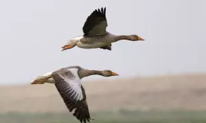 Ánsar común en vuelo.