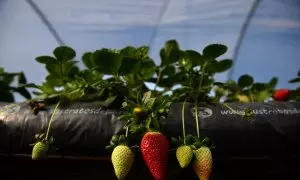 Fresas en Huelva.