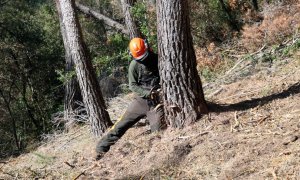 Efectivo del Grupo Especial de Prevención de Incendios Forestales (GEPIF) cortando un árbol muerto en Sant Climent de Llobregat.