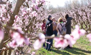 La campanya 'Ribera en flor' a Benissanet, en una imatge d'arxiu