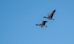 Imágenes del Parque Natural de Doñana, a 24 de enero de 2024, en Huelva, Andalucía (España).