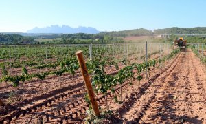 La verema a la DO Pla de Bages, en una imatge d'arxiu