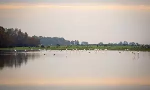 Flamencos en Doñana en noviembre de 2023.