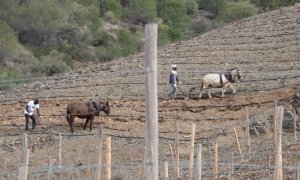 17/03/2024 - Dos treballadors llauren amb mules en una finca de Porrera, al Priorat.