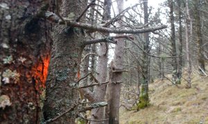 La finca forestal on es faran treballs de gestió a Molló