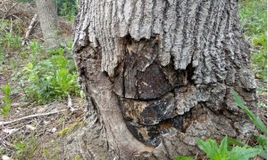 Ejemplo de un álamo temblón euroasiático en un bosque de República Checa.