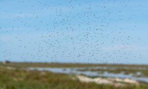 Mosquitos en los terrenos de la finca 'Veta la Palma', a 24 de abril de 2024, en La Puebla del Río, Sevilla.