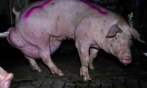 Un cerdo con una hernia de más de diez kilogramos en una granja de Burgos.