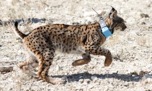 Un lince ibérico durante su liberación en el Parque Natural Zarcilla de Ramos, a 23 de febrero de 2024, en Lorca, Región de Murcia, España.