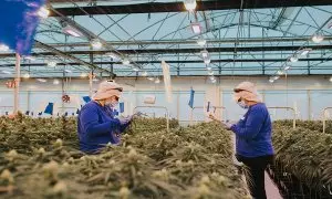 Trabajadoras de una plantación de cannabis en Fuente Álamo de Murcia.