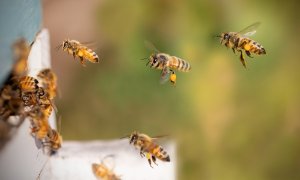 Varias abejas en una colmena en una foto de archivo