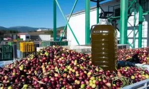 Una garrafa de aceite sobre cientos de aceitunas, en Gata (Cáceres), a 24 de noviembre de 2023.