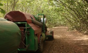 Imatge d'arxiu d'una màquina per escombrar i plegar les avellanes en mig d'avellaners de la finca de Ca Rosset