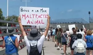 Manifestación contra los bous a la mar en Dènia, a 7 de julio de 2024.