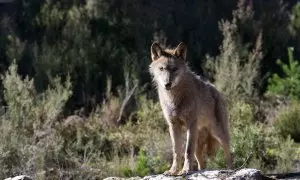 Un lobo ibérico en la localidad zamorana de Sanabria, en plena Sierra de la Culebra, a 21 de febrero de 2020.