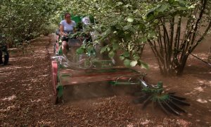 La pagesa Irene Gomis sobre el tractor escombrant les avellanes per plegar-les