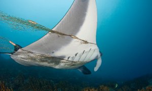 Una manta raya enzarzada en una red de pesca, en la Micronesia.