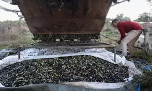 Una persona recolecta aceitunas, en un olivar de Holguera (Cáceres) a 24 de noviembre de 2023, en Cáceres, Extremadura.