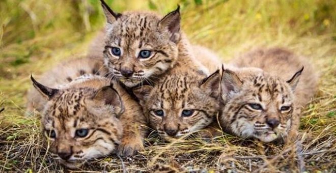 Localizados los 13 linces que no se evacuaron en Doñana por el fuego de Moguer