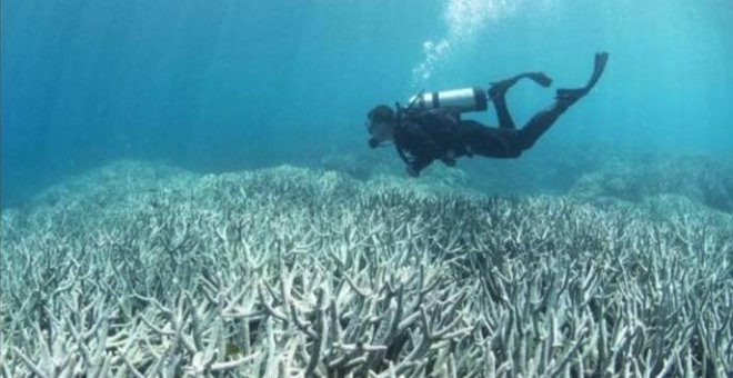 El calentamiento de los océanos blanquea el arrecife más septentrional del mundo