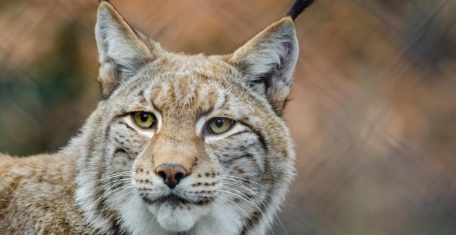 Fapas ve "inaceptable" la propuesta del Principado de reintroducción del lince boreal