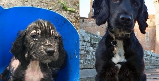 Badger, el cachorro al que tiraron a la basura que se convirtió en perro policía