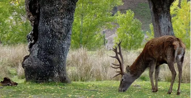 El monte de El Pardo, el último coto privado de la Casa Real que podría convertirse en Parque Nacional