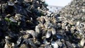 Miles de familias gallegas en alarma ante un nuevo caso de biotoxinas en los mejillones