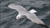 El mapa de protección de las aves, sometido a información pública