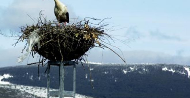 Las aves tienen menos pollos por el calentamiento