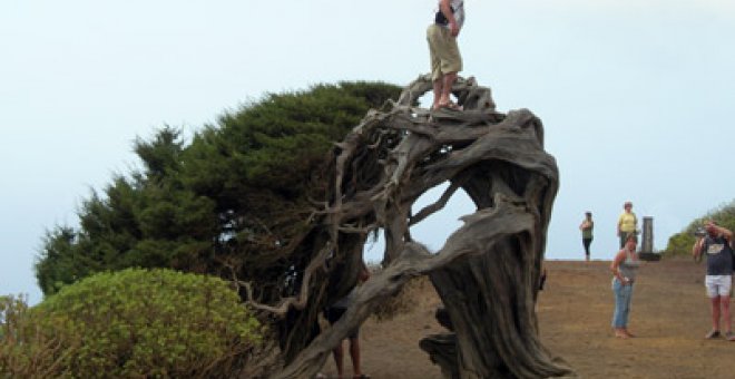 El árbol enfermo de plaga turística