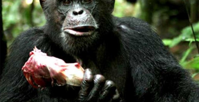 Los chimpancés matan para robar tierras