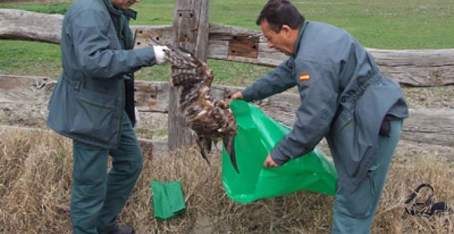 El veneno diezma las especies protegidas en España